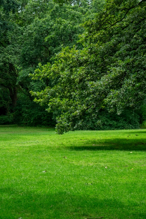 ein üppig grüner Park